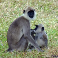 Semnopithecus